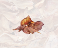 Oreilles de Porc 10 pièces