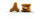 10 kg