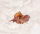 1 paquet