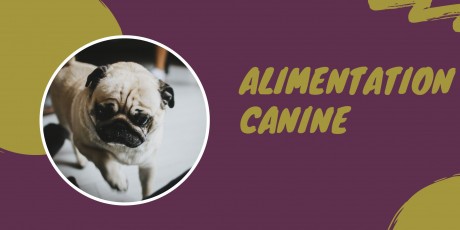 Animalerie En Ligne Nourriture Animaux Et Accessoires Animaux Amok Pet Food
